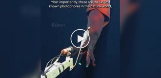 A rare deep-sea squid was caught on video attacking an underwater camera