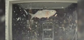 "Святые угодники": упавшая с неба рыба повредила элитную иномарку (2 фото + 1 видео)