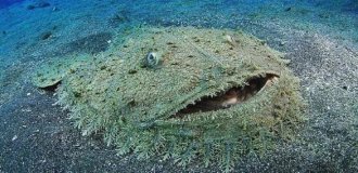 Европейский чёрт: хищный ковёр на дне океана (9 фото)