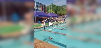 Пес поучаствовал в соревнованиях по плаванью