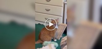 Cat's funny reaction to human sneeze