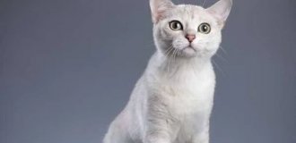 Редкие породы кошек (20 фото)