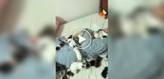 Котята облепили свою спящую хозяйку