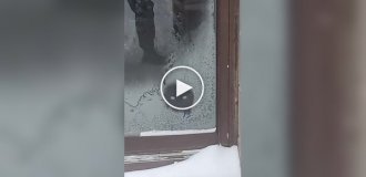 Кот лижет замерзшее стекло