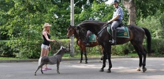A horse the size of a dog: a breed of tiny but slender horses (8 photos)