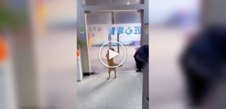 Пес вийшов погуляти і передумав