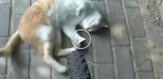 Пушистая автоподставщица