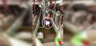 Будни фермера без прикрас: первый опыт на ферме