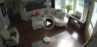A dog surprise: a robot vacuum cleaner and scheduled cleaning