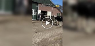 Коровы радуются свежей траве после зимы