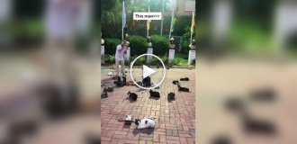 Кошачья столица: подборка видео, показывающих обычные будни в Стамбуле