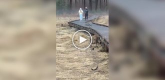 Рысь перекусила во время прогулки