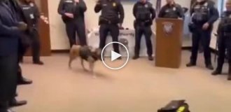 A dog from the K-9 unit was given a surprise in honor of his retirement