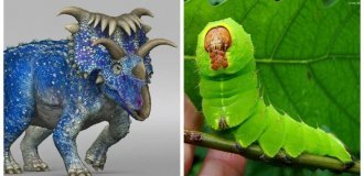 10 невероятных рекордсменов животного мира (11 фото)