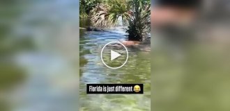 Amazing life in Florida: man scares crocodile