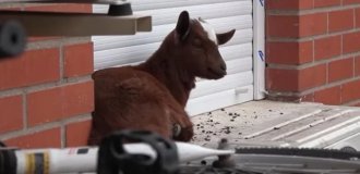 A goat that ended up on a fifth-floor ledge was rescued in Spain (5 photos)