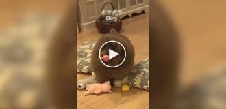 Четыре стадии той-пуделя