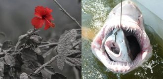 Це не фотошоп! 12 знімків, в реальність яких важко повірити (13 фото)