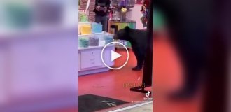 Bear wandered into a candy store in broad daylight