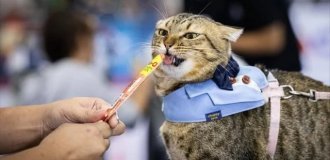 Чемпионат по скоростному поеданию корма среди домашних животных прошёл в Таиланде (5 фото + видео)