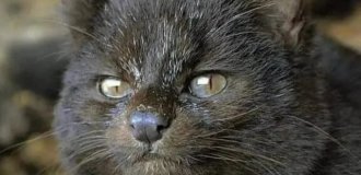 Знакомьтесь: гюинья — самая маленькая дикая кошка Америки размером с котёнка (7 фото)