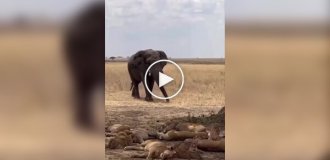 Слон выступил в роли будильника