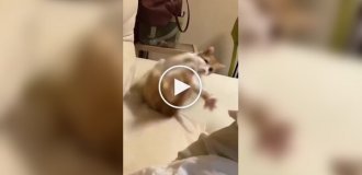 Достойный противник: кошки против хвостов