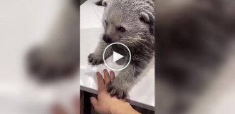Так выглядит бинтуронг, которого еще называют «медвежьей кошкой»