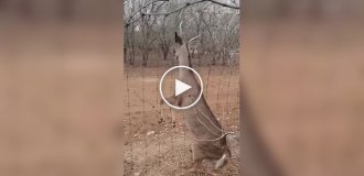 Житель Техаса спас оленя