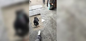 Голубь поговорил по телефону