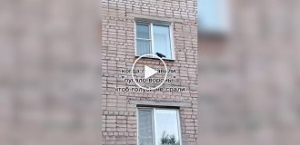 Реакция голубей на отпугиватель птиц