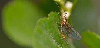 Яка жива істота ніколи не їсть? (2 фото)