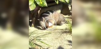 Манулы обожают валяться в песке