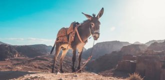 7 фактов про ослов, которые заставят вас уважать это животное (8 фото)