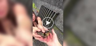 Девушка спасла попавших в беду утят