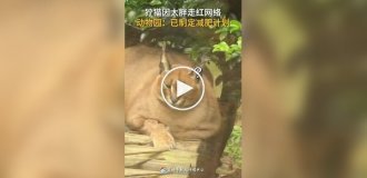 Толстенькие каракалы стали популярны в сети