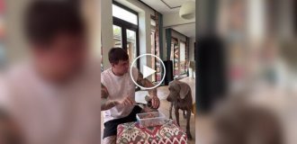 Защитил самое важное ценой жизни хозяина