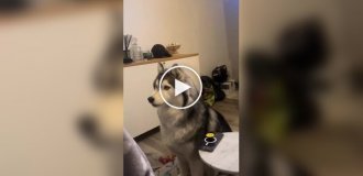 Chatty huskies