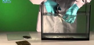 How to Cut Glass with Regular Scissors: The Secret Behind the Rehbinder Effect (4 Photos)