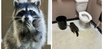 Пьяный енот, которого нашли спящим в магазине алкоголя, оказался "рецидивистом" (2 фото + 1 видео)