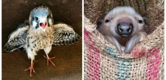 25+ малышей, которые растопят ваше сердце и прогонят плохое настроение (26 фото)