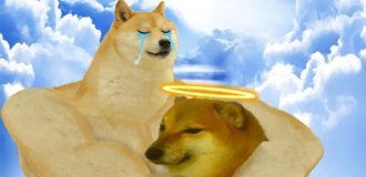 A Shiba Inu named Kabosu, who became a symbol of the Doge meme and the Dogecoin cryptocurrency, has died (5 photos + 1 video)
