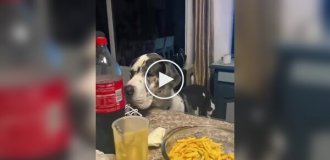 Приколы с собачьими хвостами