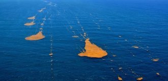 Sargasso Sea: a “floating desert” that has no end (4 photos)