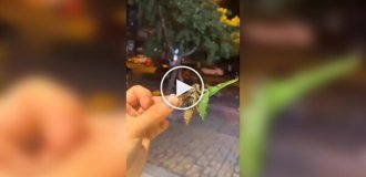 Cicadas constantly pee on passersby in China
