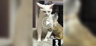 Meerkats in action: the funniest and cutest Moments