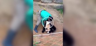 Забавный рабочий эпизод сотрудницы центра, где разводят панд
