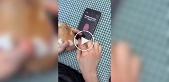 Unlocking a smartphone using a hamster's paw print