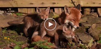 A fox family decided to take a nap