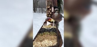 Птичий шведский стол